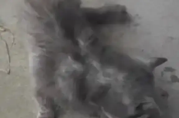 Найдена кошка, Смоленск, фото: Найдена кошка, ул. Попова, 112, Смоленск