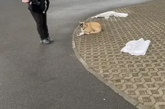 Найдена собака, Санкт-Петербург, фото: Найдена собака: Футбольная аллея, 1 с1