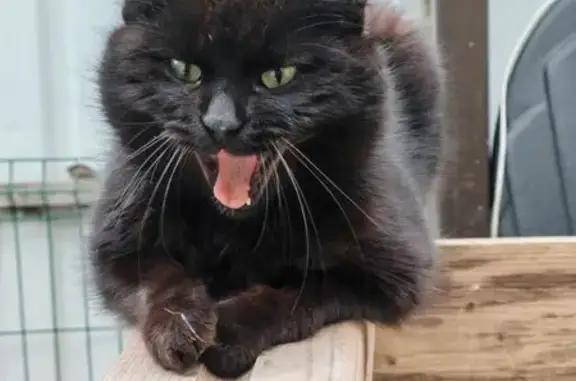 Кошки потеряшки, Карла Маркса, фото: Потеряшка кошка, Южная ул., Карла Маркса