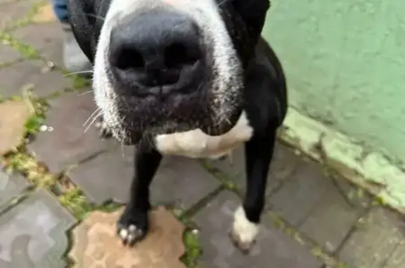 Найдена собака, Нижний Новгород, фото: Собака найдена: Рыбинская, Нижний Новгород