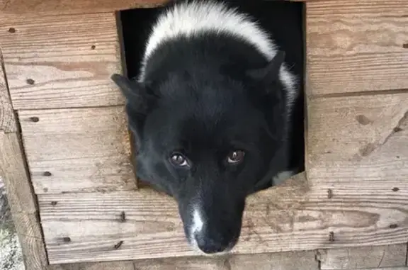 Пропала лайка в с. Дворцы, Калужская обл.