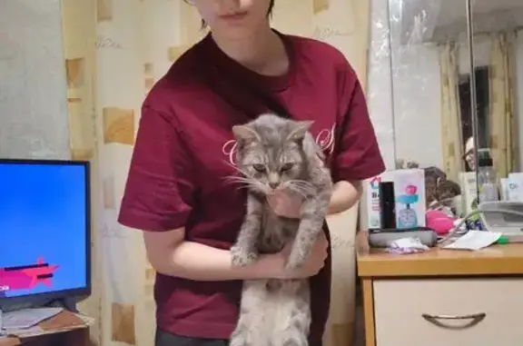 Найдена кошка, Кемерово, фото: Кошка найдена: Гравийная ул., 15, Кемерово