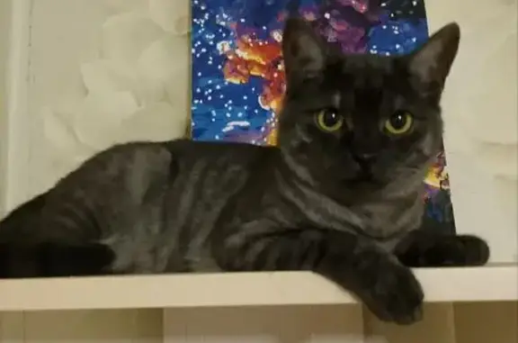 Пропал кот Тимоша, ул. Кривошеина, 1