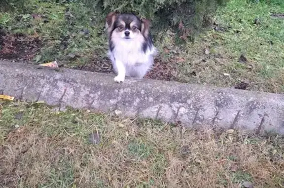 Найдена собака, Тула, фото: Собака найдена: Колхозная ул, 136, Тула