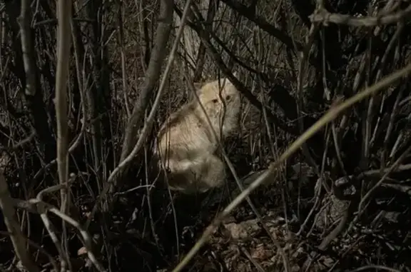 Найдена кошка, Коломна, фото: Кошка найдена на ул. Козлова, 1, Коломна