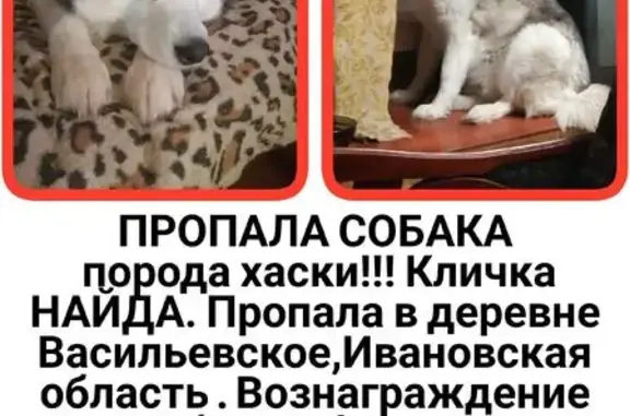 Пропала собака, Ингарское с/п, Иваново