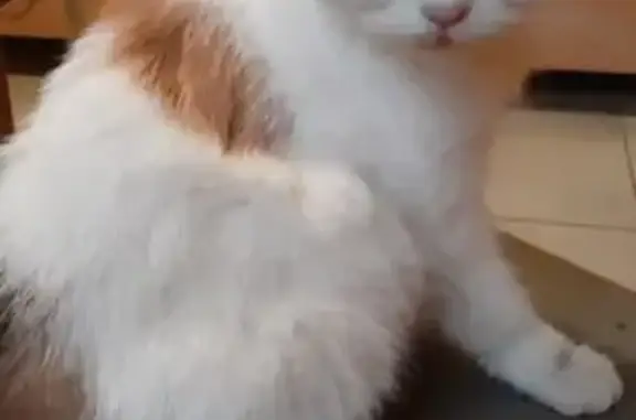 Найдена кошка, Краснодар, фото: Кошка найдена: ул. Леваневского, 14, Краснодар