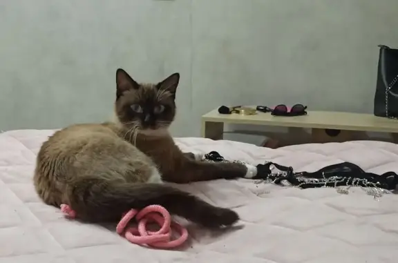 Найденные животные Владивосток, фото: Кошка найдена: Светланская 13, Владивосток