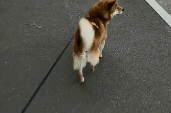 Собаки потеряшки, Абакан, фото: Потеряшка собака, ул. Арбан, 2 к1, Абакан