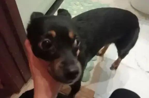 Найдена собака, Красноярск, фото: Собака найдена в аптеке, ул. Мичурина, Крск