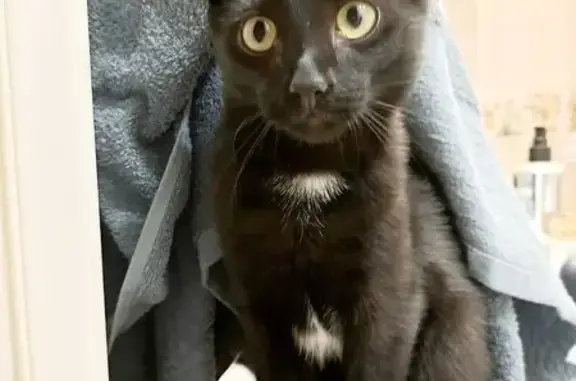 Пропала кошка, Курская ул. 23, Тамбов