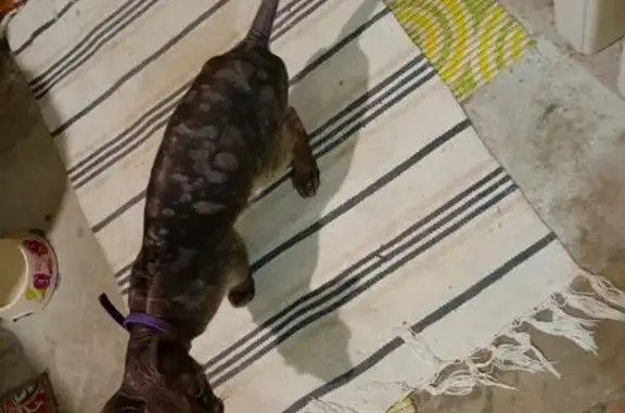 Найдена кошка, Знаменский, фото: Найдена кошка, Берёзовая ул. 62, Знаменский