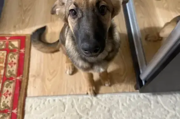 Найдена собака, Воронеж, фото: Собака найдена: Ворошилова 2, Воронеж