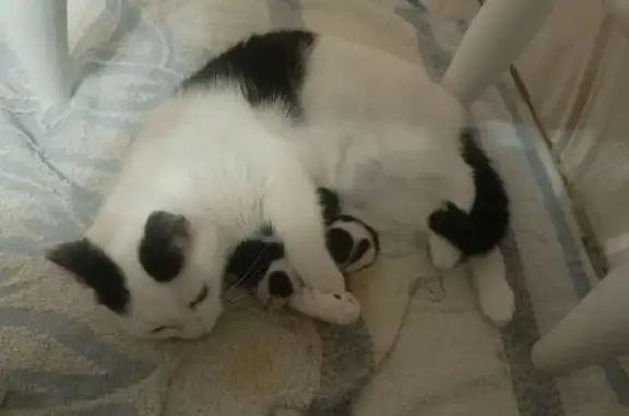 Пропала кошка, Балабаново, Калужская обл.