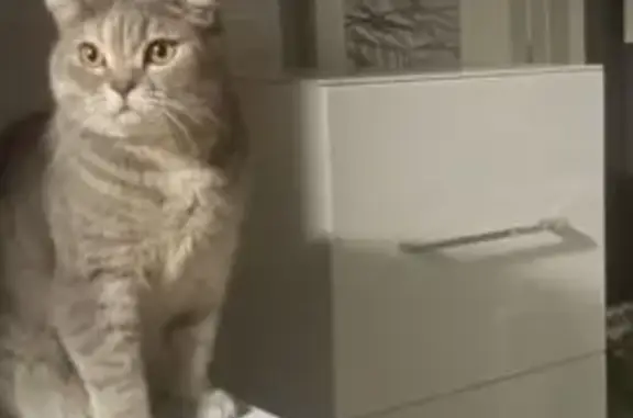 Пропала кошка, Новая ул, 98А, Калуга