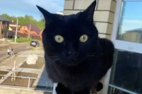 Пропала кошка, ул. Строганова, Казань