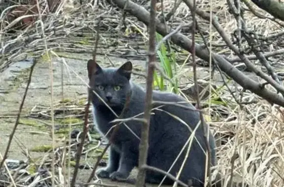 Найдена кошка, Отрадное, фото: Кошка найдена на заброшке, вл1, Отрадное