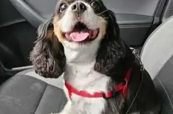 Пропала собака на Краснофлотской, 9, Дедовск