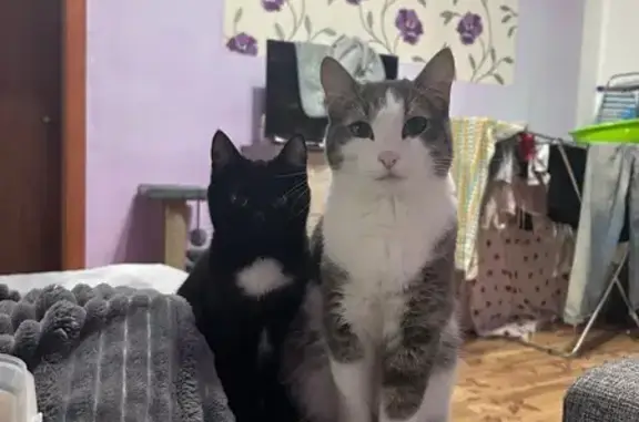 Пропала кошка, ул. Степана Разина, 79