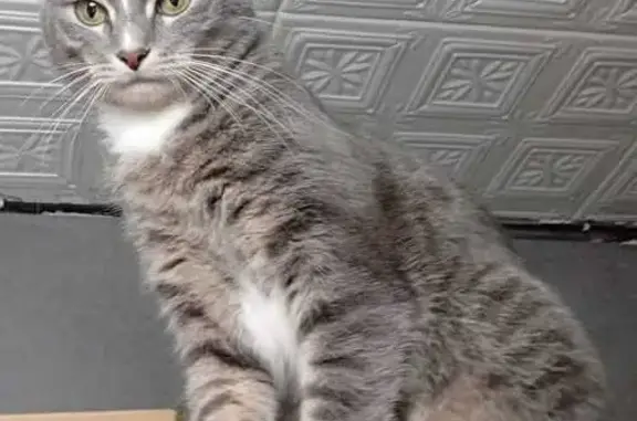 Пропал кот Барсик, ул. Гагарина, 28