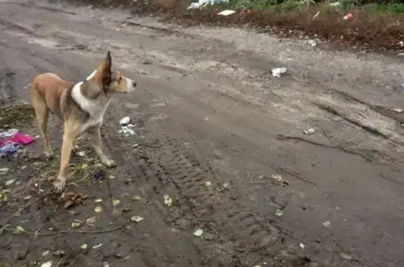 Найдена собака, Новая Усмань, фото: Собака найдена на 2-я Коминтерновская, 4