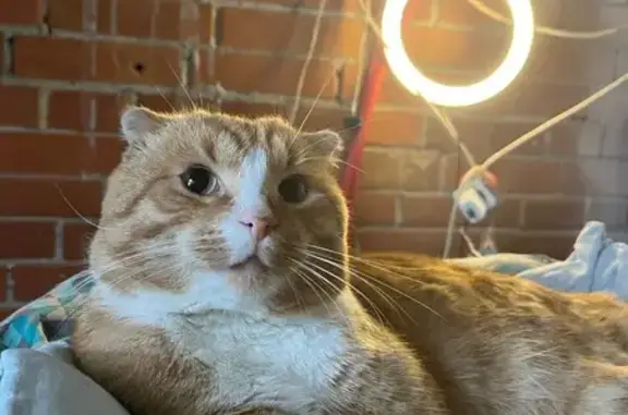 Пропал кот Тузик, Воейково, Альпийский.