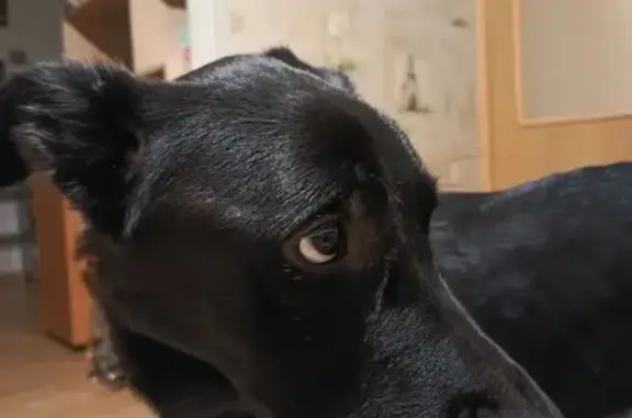 Найдена собака, Пушкин, фото: Найдена собака, Красносельское ш. 9Б, Пушкин