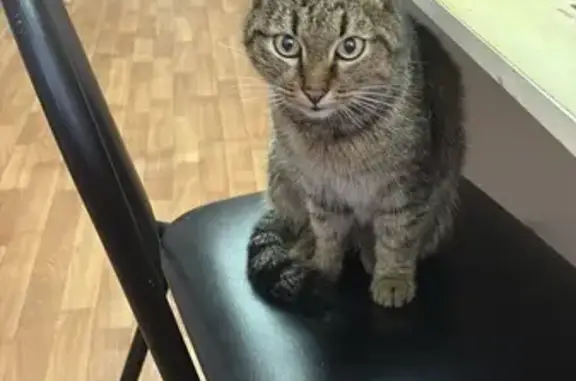 Найдена кошка, Собинка, фото: Кошка найдена, Владимирская обл.