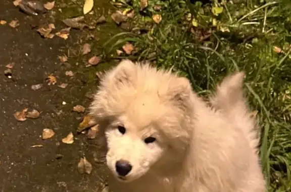 Собаки потеряшки, Химки, фото: Потеряшка собака, Советская 5А, Химки