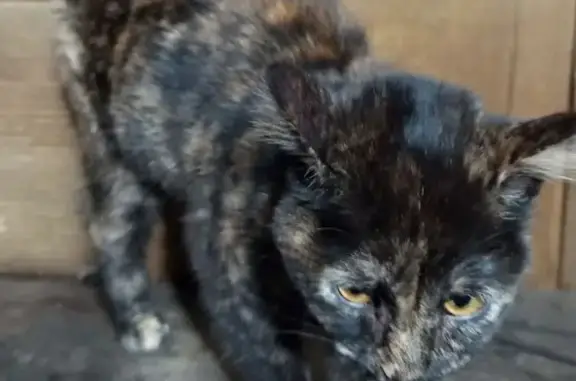 Кошка найдена: Заводская 18, Пышма - photo