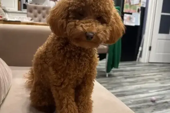 Собаки потеряшки, Вологда, фото: Потеряшка собака, Воронежская ул., 8, Вологда