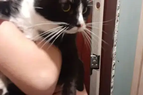 Найдена кошка, Калининград, фото: Найдена кошка, ул. Зелёная, Калининград