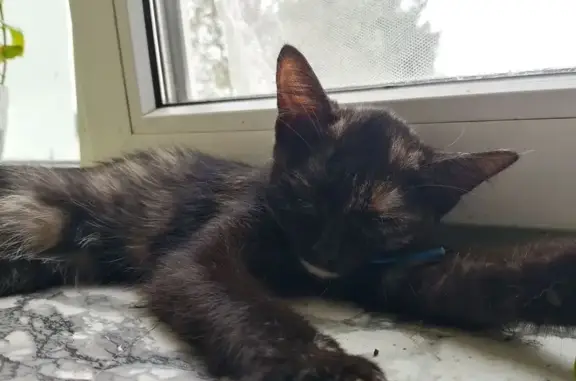 Пропала кошка, ул. Строителей 11 к2