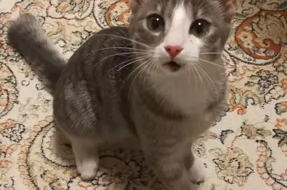 Найдена кошка, Красноярск, фото: Найдена кошка, Фруктовая 5, Красноярск