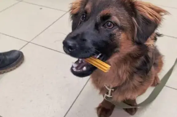 Найдена собака, Томск, фото: Собака найдена: Красноармейская 122, Томск