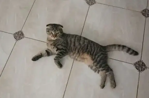 Кошки потеряшки, Ростов-на-Дону, фото: Потеряшка кошка, Элиста, Калмыкия