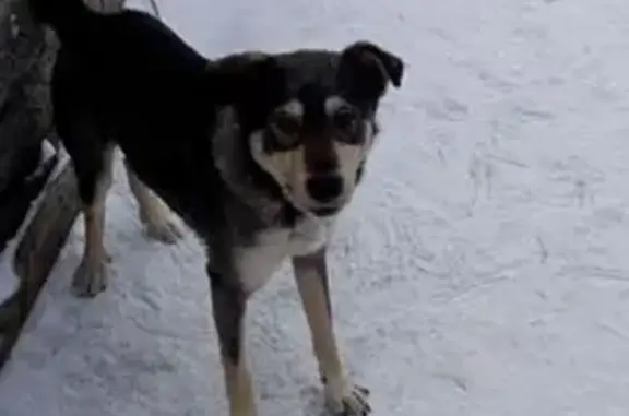 Собаки потеряшки, Рубцовск, фото: Потеряшка пёс, ул. Декабристов, Рубцовск