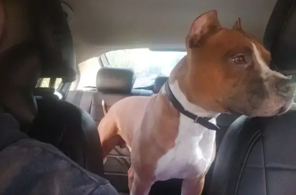 Собаки потеряшки, Мурманск, фото: Потеряшка собака, ул. Свердлова, Мурманск