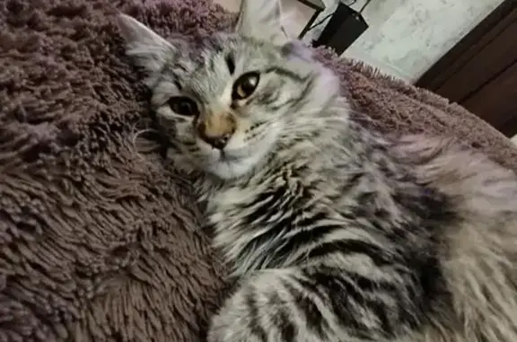 Пропала кошка на ул. Атамана Чепиги, 25