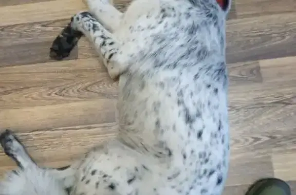 Найдена собака, Санкт-Петербург, фото: Собака найдена: ул. Говорова, 16, СПб