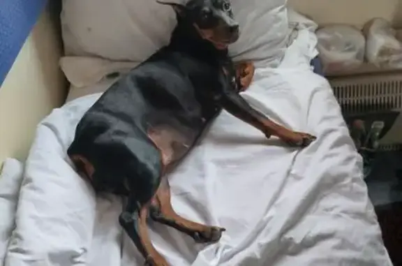 Пропала собака, Луга, Ленобласть