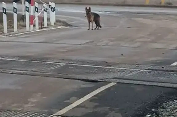 Пропала овчарка, Кинель-Черкассы