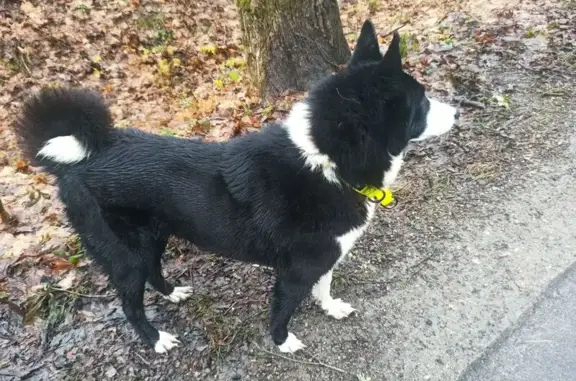 Найдена собака, Логвино, фото: Собака найдена в Логвино, Калининградская обл.