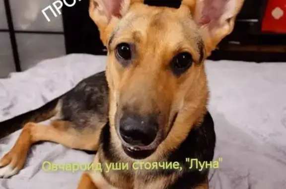 Собаки потеряшки, Вербилки, фото: Потеряшка собака, Вербилки, 46Н-12043