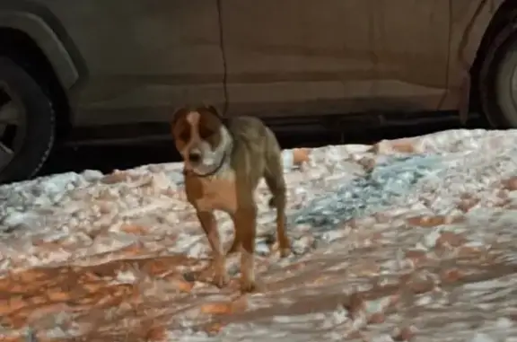 Найдена собака, Красноярск, фото: Стафф найден на Бебеля, 6, Красноярск