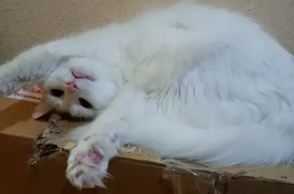 Пропала кошка, Коптевский бул., 4, Москва