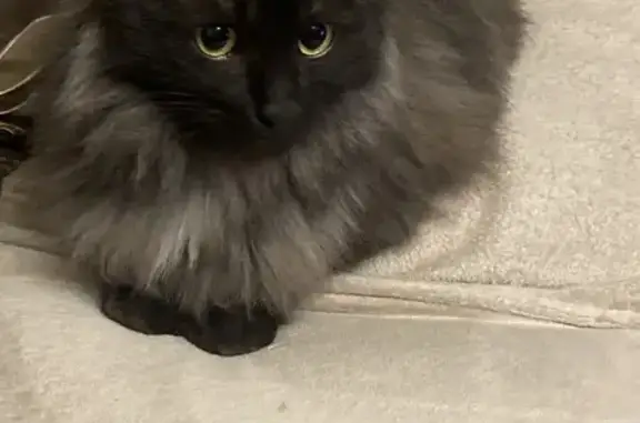 Найдена кошка, Уфа, фото: Кошка найдена: Российская ул., 11, Уфа