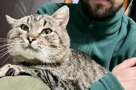 Пропала кошка, Уржум, Кировская обл.