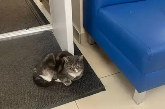 Найдена кошка, Щёлково, фото: Кошка у Дворца культуры, Пушкина 22, Щёлково