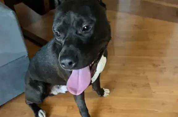 Найдена собака, Кострома, фото: Стаффорд найден на Никитской, 118А, Кострома